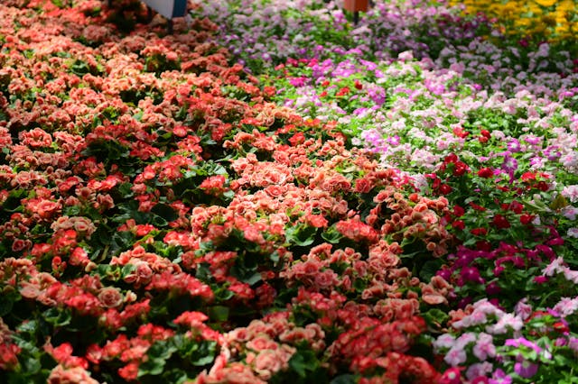 Vibrant garden bed filled with colorful flowers, layered greenery, and healthy foliage in full bloom.