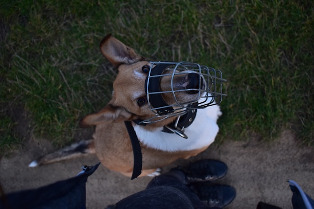 sara-sedlmajerova-jMQA0nXB_L0-unsplash