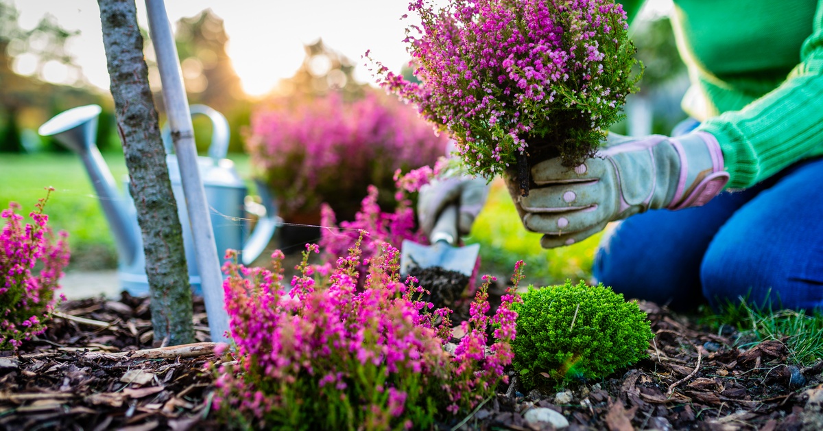 A person wearing gloves planting purple heather in a mulched garden bed beside a watering can and hand trowel.
